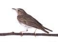 Song thrush isolated on a white Royalty Free Stock Photo