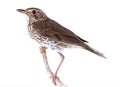Song thrush isolated on a white Royalty Free Stock Photo