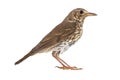 Song thrush isolated on a white Royalty Free Stock Photo