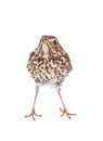 Song thrush isolated on a white Royalty Free Stock Photo