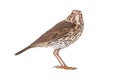 Song thrush isolated on a white Royalty Free Stock Photo