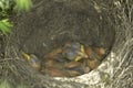 Song thrush nest with baby birds / Turdus philomelos Royalty Free Stock Photo