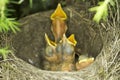 Song thrush nest with baby birds / Turdus philomelos Royalty Free Stock Photo