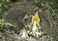 Song thrush nest with baby birds / Turdus philomelos Royalty Free Stock Photo