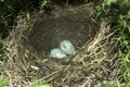 Song thrush nest with eggs / Turdus philomelos Royalty Free Stock Photo