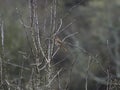 Song thrush perched on a branch