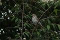 Song thrush perched on tree branch. Royalty Free Stock Photo