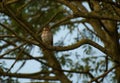 Song Thrush perching in a tree