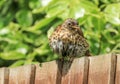 A song thrush sat on a garden fence Royalty Free Stock Photo