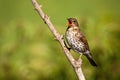 Song thrush singing on branch in sunlight with copy space Royalty Free Stock Photo