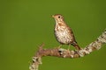 Song thrush sitting on branch in summertime nature. Royalty Free Stock Photo