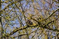 Song thrush sitting among budding tree branches on clear early spring morning. Royalty Free Stock Photo