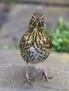 Song Thrush Turdus philomelos