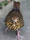 Song Thrush Turdus philomelos