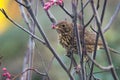 Song Thrush Turdus philomelos in Rowan tree eating red berries