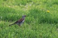 The song thrush stands on the grass, the bird is on the ground Royalty Free Stock Photo