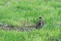 Song thrush stands in the grass on the ground and looks to the side Royalty Free Stock Photo