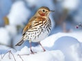 Song Thrush stuck in the snow