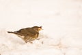 Song Thrush swallowing a berry Royalty Free Stock Photo