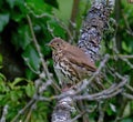 The song thrush is a thrush that breeds across the West Palearctic Royalty Free Stock Photo