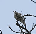 Song Thrush at the top of a tree