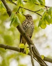 Song thrush on tree branch Royalty Free Stock Photo