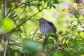 Song thrush on a tree branch Royalty Free Stock Photo
