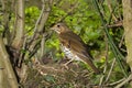 Song Thrush, turdus philomelos, Adult with Chicks at Nest, Normandy Royalty Free Stock Photo