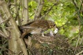 Song Thrush, turdus philomelos, Adult removing a Fecal Sac from Nest, Normandy Royalty Free Stock Photo