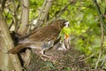 Song Thrush, turdus philomelos, Adult removing Fecal Sac from Nest, Normandy Royalty Free Stock Photo