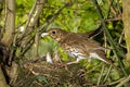 Song Thrush, turdus philomelos, Adult removing Fecal Sac from Nest, Normandy Royalty Free Stock Photo