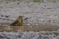 Song Thrush Turdus Philomelos Royalty Free Stock Photo