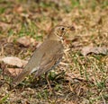 Song Thrush Turdus philomelos. Bird looks out for prey in dry grass in early spring