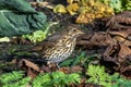 Song thrush (Turdus philomelos) bird which is a popular garden songbird