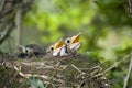 Song Thrush, turdus philomelos, Chicks in Nest asking for Food, Normandy Royalty Free Stock Photo