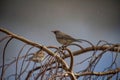 Song Thrush (Turdus philomelos) early spring Royalty Free Stock Photo