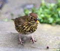 Song Thrush Turdus philomelos - eating a raisin