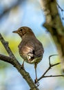 Song Thrush (Turdus philomelos) - Found across Europe & parts of Asia Royalty Free Stock Photo