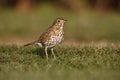 Song thrush, Turdus philomelos Royalty Free Stock Photo