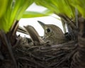 Song Thrush (Turdus philomelos) incubates her eggs in the nest