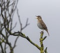 Song Thrush, Turdus philomelos