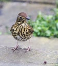 Song Thrush Turdus philomelos - looking at raisin