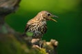 Song Thrush Turdus philomelos in the nature habitat. young bird sitting on the tree branch. Bird in the summer Hungary. Bird in th