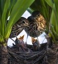 Song thrush (Turdus philomelos) parents feeding their hungry baby birds in the nest