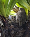 Song thrush (Turdus philomelos) parents incubate their eggs in the nest. Vertical format