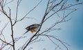 The Song thrush Turdus philomelos perched on a branch in a tree Royalty Free Stock Photo