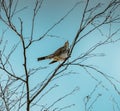 The Song thrush Turdus philomelos perched on a branch in a tree Royalty Free Stock Photo