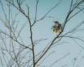 The Song thrush Turdus philomelos perched on a branch in a tree