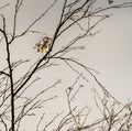 The Song thrush Turdus philomelos perched on a branch in a tree Royalty Free Stock Photo