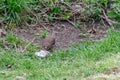 Song thrush Turdus philomelos preparing lunch by bashing a snail over a rock